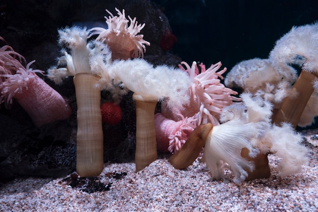 Foto coral en acuario, osaka japon