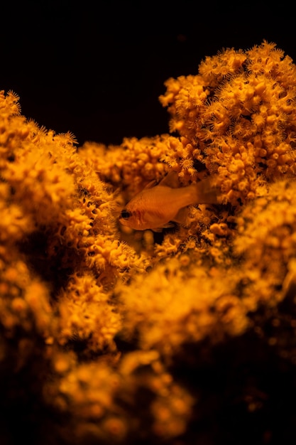 coral en un acuario