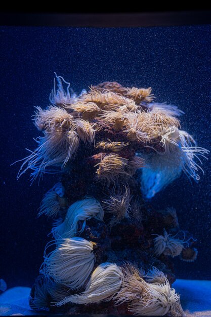 coral en un acuario