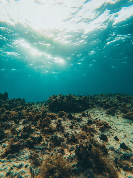 Coral bajo el agua con agua azul