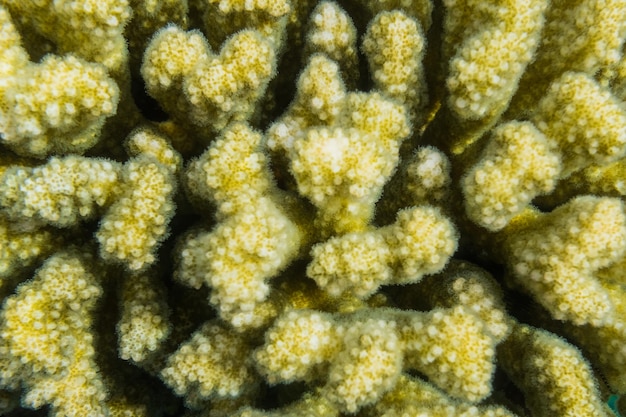 coral amarillo en el fondo del mar rojo macro