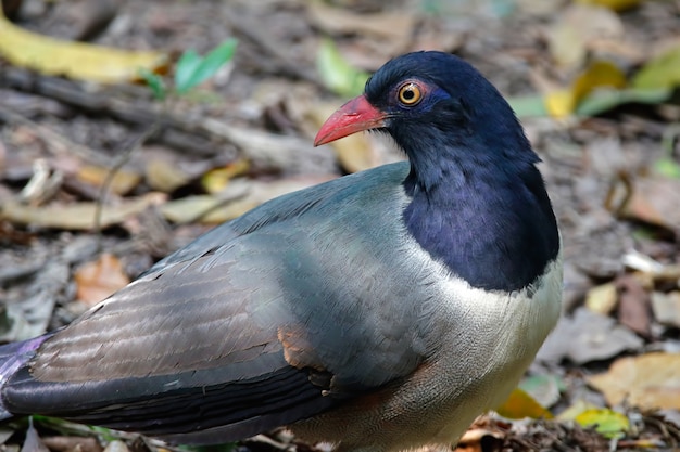 Coral-billed Bodenkuckuck Carpococcyx renauldi Schöne Vögel von Thailand