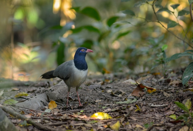 Coral-billed Ground Kuckuck