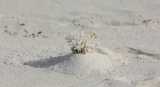 coral blanco sobre arena blanca en una isla tropical