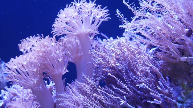 Coral blando en acuario. Anthelia y Euphyllia en agua. Vida submarina. Fondo natural violeta.