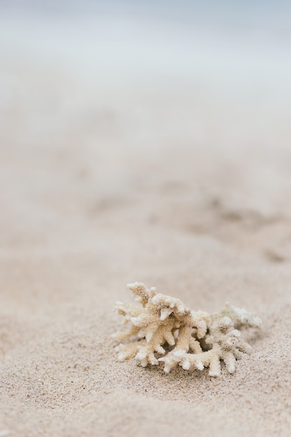 Coral branco na areia