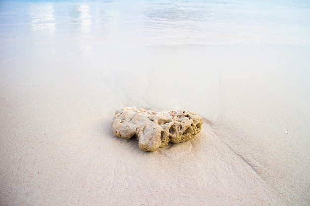 Coral branco na praia