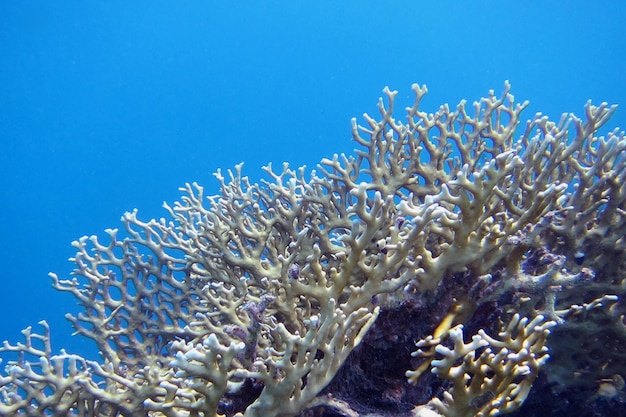 Coral brillante y azul