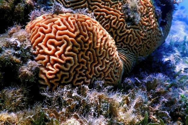 Foto coral cerebro en el fondo del mar, vida marina