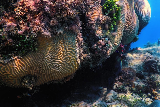 Coral-cérebro no fundo do mar, vida marinha