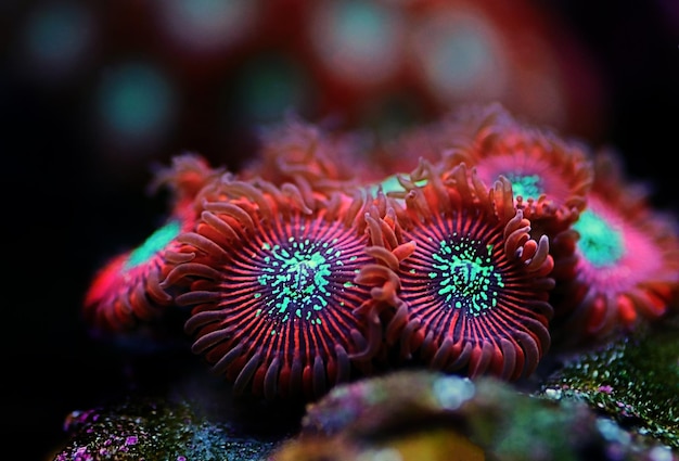 Foto un coral colorido con un centro azul y verde