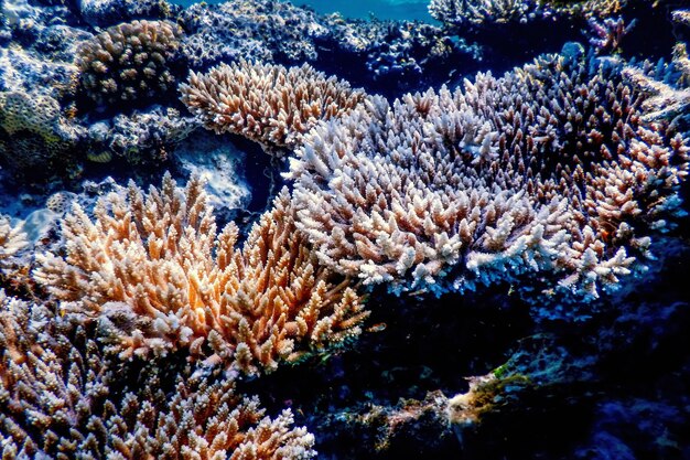 Foto coral cuerno de ciervo (acropora cervicornis) aguas tropicales, vida marina