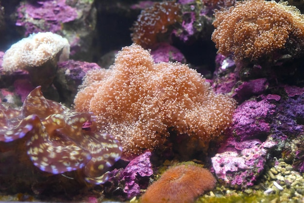 Foto coral de cuero toadstool en un primer plano del acuario