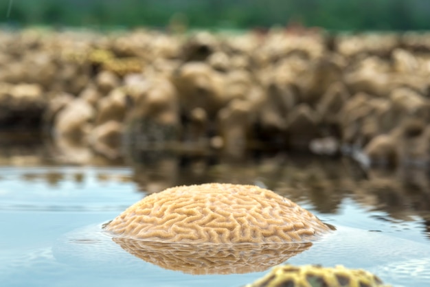 Coral de cérebro estriado Águas rasas