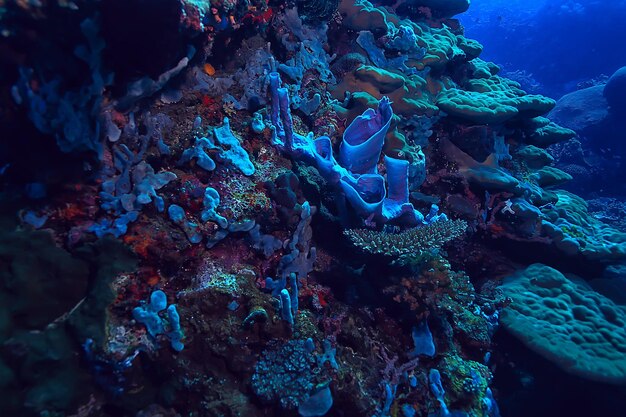 Coral de grande ramificação gorgônia na vida subaquática do recife/seascape no oceano