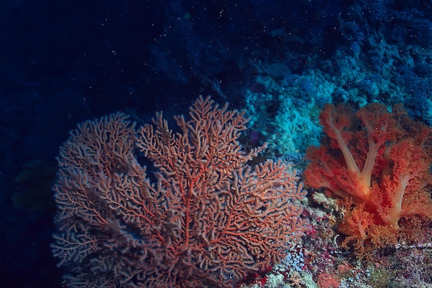 Coral de grande ramificação gorgônia na vida subaquática do recife/seascape no oceano