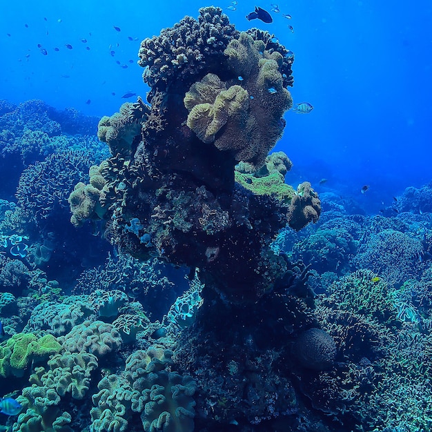 Coral de grande ramificação gorgônia na vida subaquática do recife/seascape no oceano