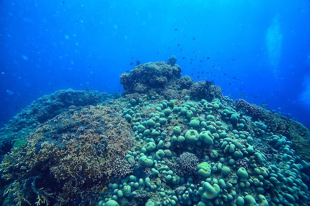 Coral de grande ramificação gorgônia na vida subaquática do recife/seascape no oceano