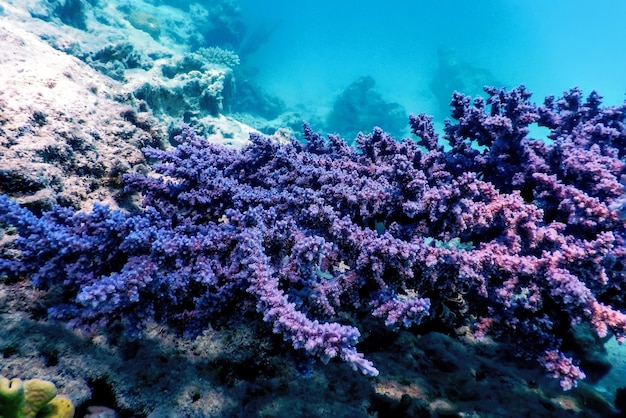 Coral de dedo púrpura Montipora digitata Aguas tropicales Vida marina