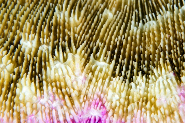 Foto el coral duro de cerca ideail macro