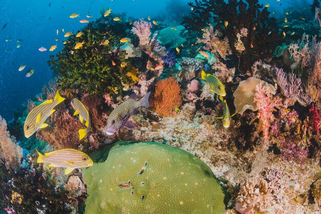 Coral e peixe no oceano