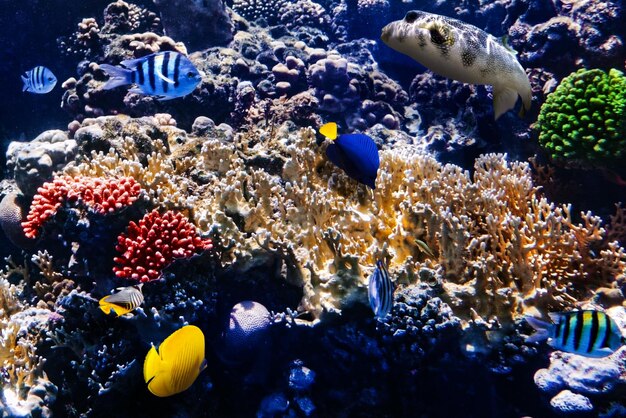 Foto coral e peixes no mar vermelho egito áfrica