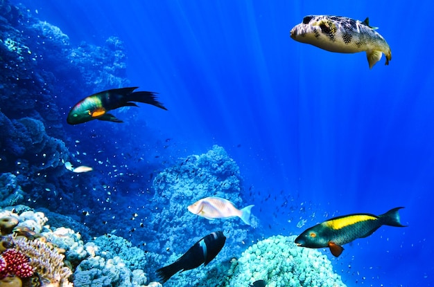 Coral e peixes no Mar Vermelho Egito África