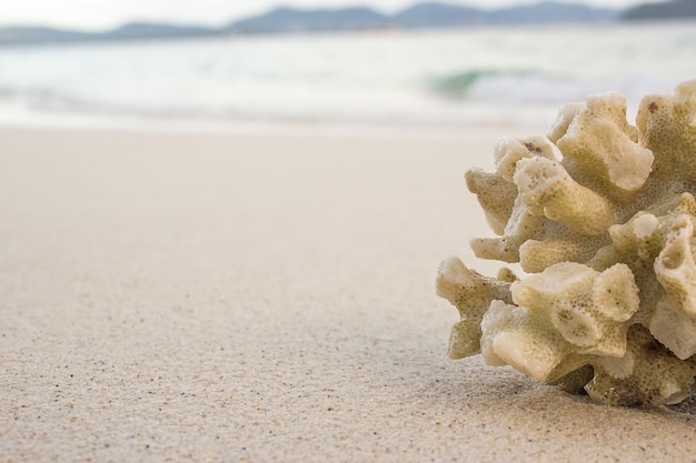 Foto coral em um fundo de praia.