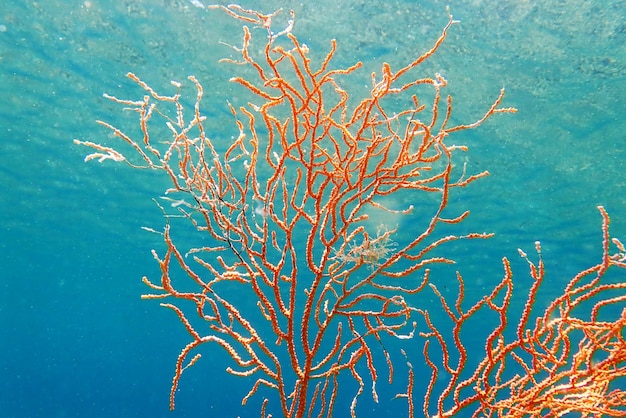 Coral gorgônio mediterrâneo amarelo - Eunicella cavolini