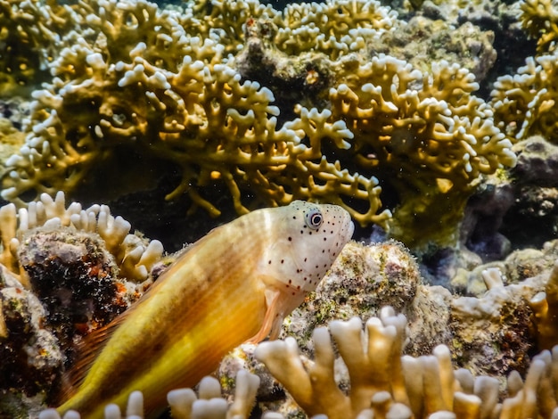 Coral hawkfish em corais enquanto mergulha no mar vermelho