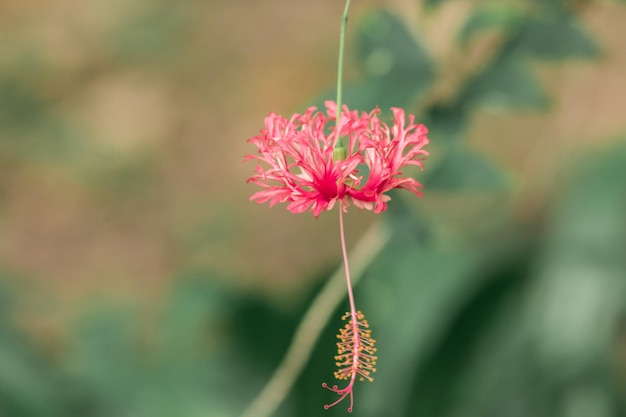 Foto coral hibiscus fringed rose mallow