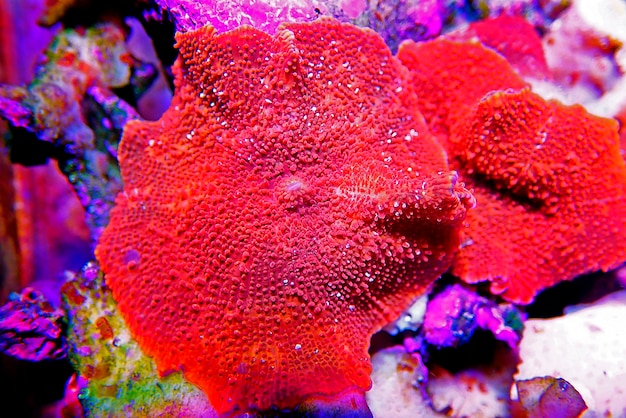 Coral de hongo discosoma ultra rojo - (Actinodiscus sp.)