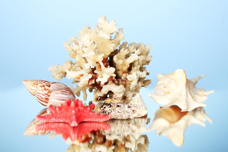 Foto coral marinho com conchas em fundo azul em close