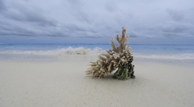 coral marino sobre arena blanca junto al océano