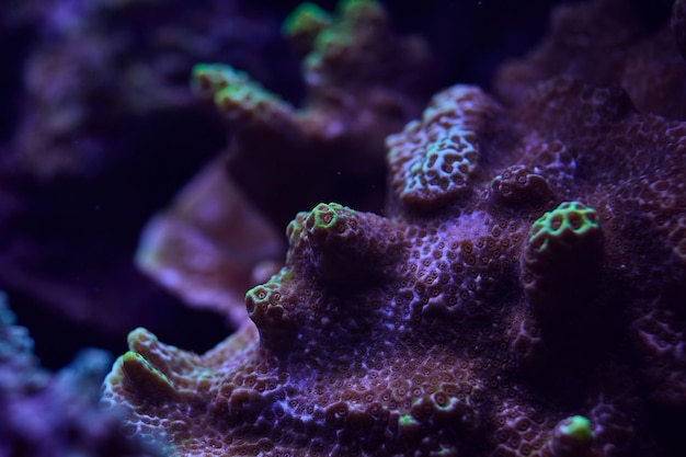 Coral marino Sps Montipora Foto de alta calidad