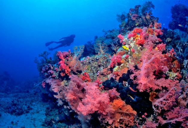 Coral mole Dendronephthya