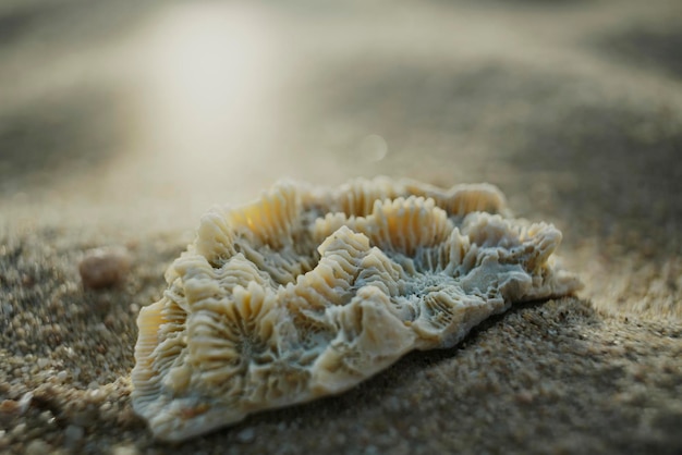 Coral morto na areia Vista macro de closeup