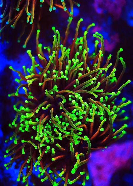 Coral en movimiento - Golden Euphyllia Torch LPS coral