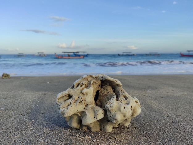 coral na praia