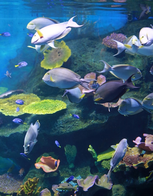 Coral y peces en acuario.