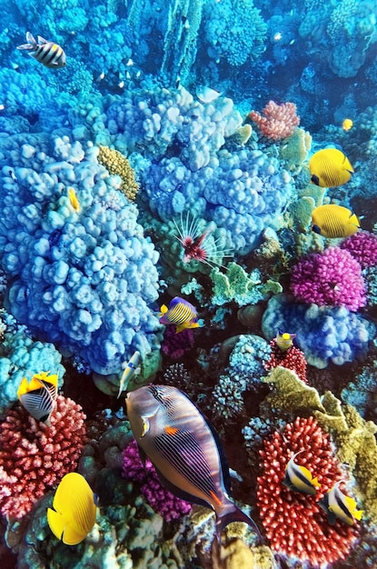 Foto coral y peces en el mar rojo egipto áfrica