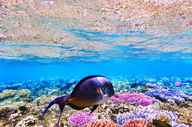 Coral y peces en el Mar Rojo Egipto África