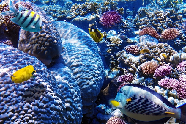 Coral y peces en el Mar Rojo. Egipto, África.