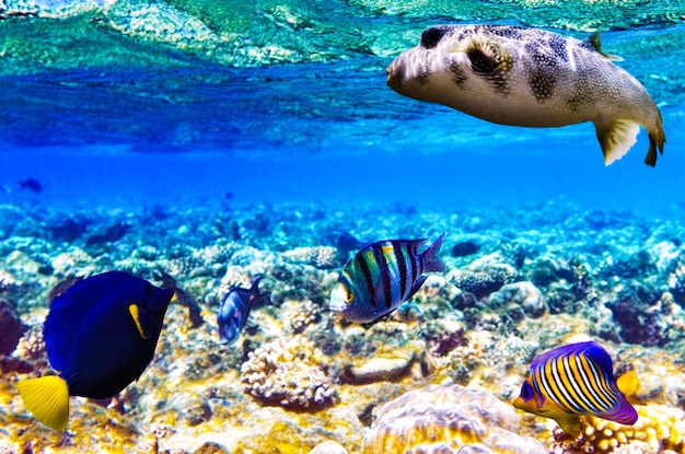 Coral y peces en el Mar Rojo Egipto África