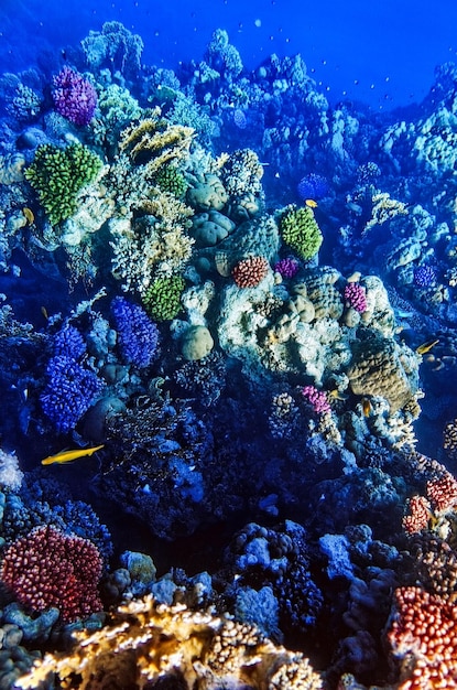 Coral y peces en el Mar Rojo Egipto África