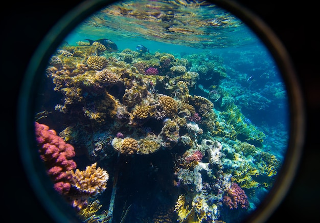 Coral y peces en el Mar Rojo.Egipto