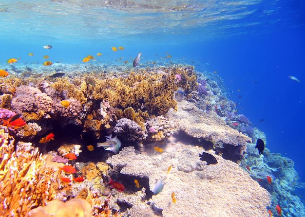 Coral y pescado en el Mar Rojo