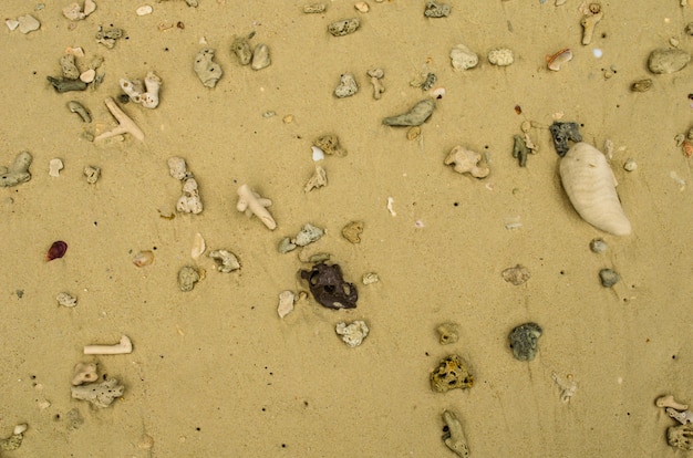 Coral en la playa