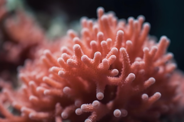 Un coral rosa en un tanque.