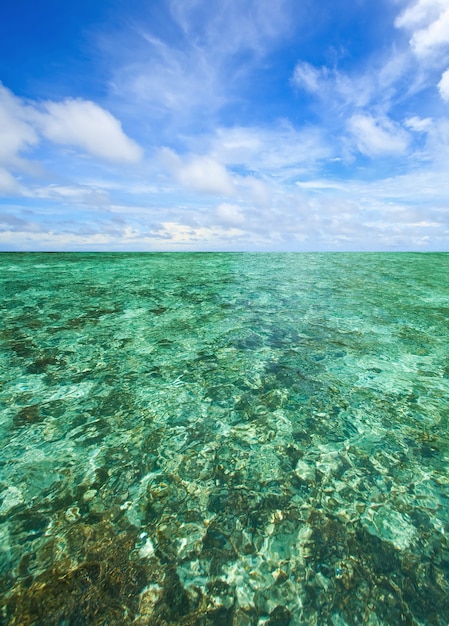 Coral Scape in Andamanensee Thailand